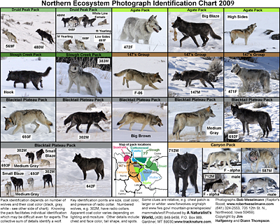 Wolf Chart