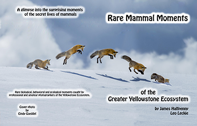 Rare Mammal Moments of the Greater Yellowstone Ecosystem