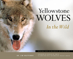YELLOWSTONE WOLVES IN THE WILD