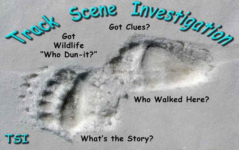 FORENSIC WILDLIFE TRACKING