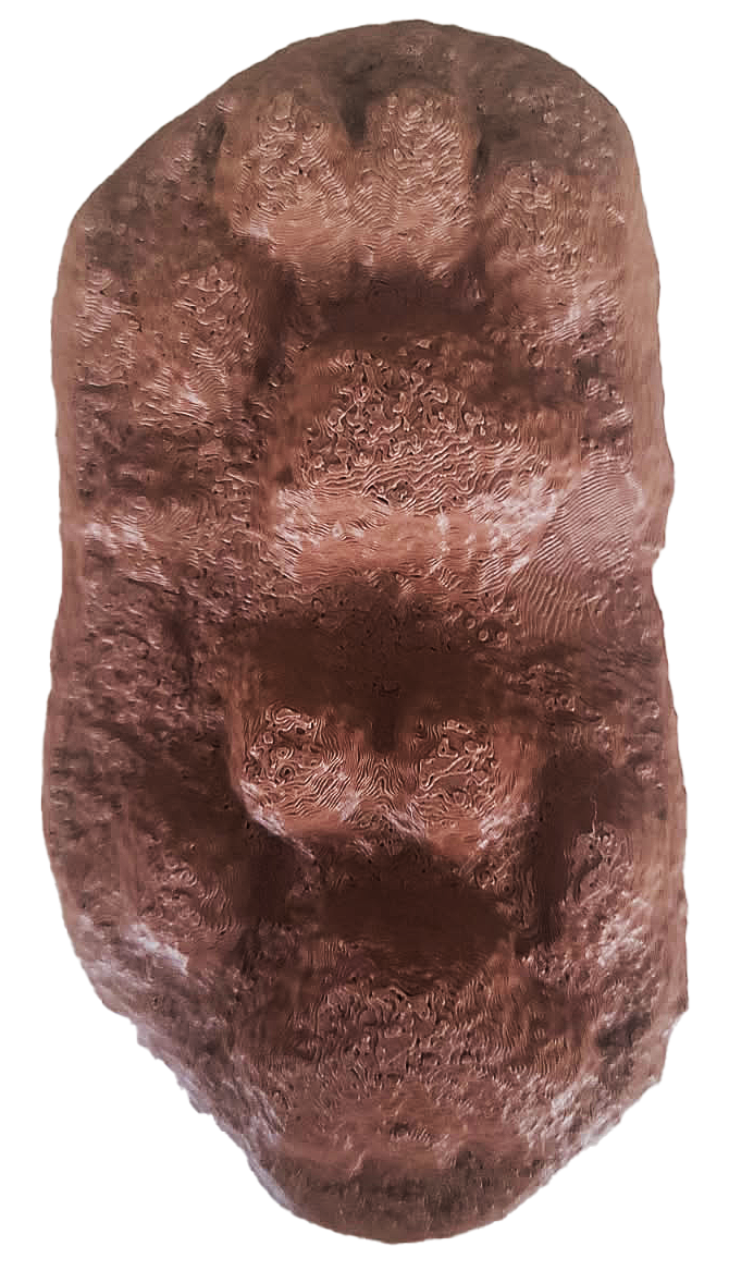 Small Carnivore Cast 4