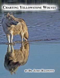 CHARTING YELLOWSTONE WOLVES