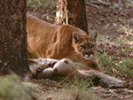 COUGARS:  ECOLOGY & VERIFICATION