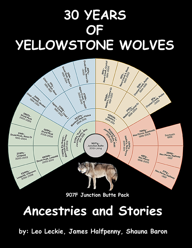 30 Years of Yellowstone Wolves