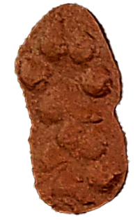 CARNIVORE TRACK CASTS