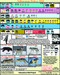 Wolf Chart Current Year