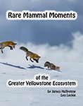 Rare Mammal Moments of the Greater Yellowstone Ecosystem