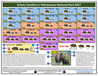 Bear Family Chart