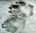 MAMMAL SIGNS OF YELLOWSTONE