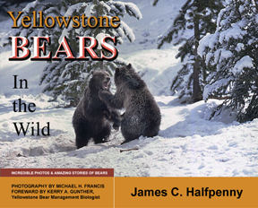 Yellowstone Bears in the Wild